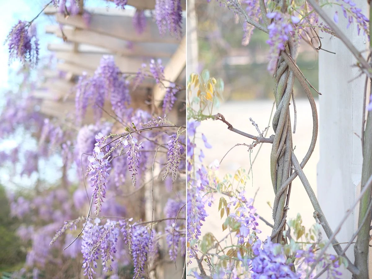 Wisteria | Azzari Jarrett