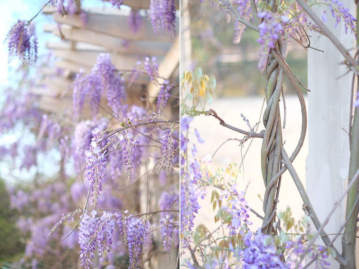 Wisteria | Azzari Jarrett