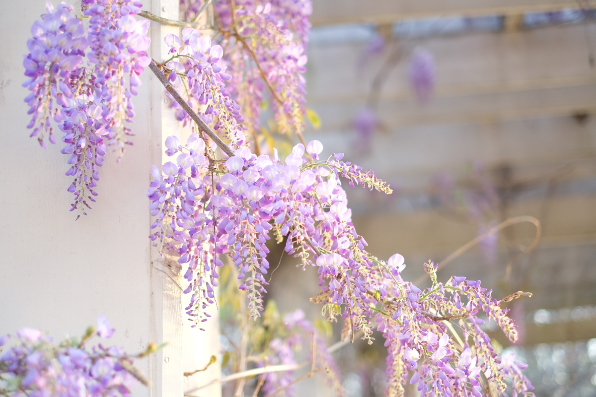 Wisteria | Azzari Jarrett