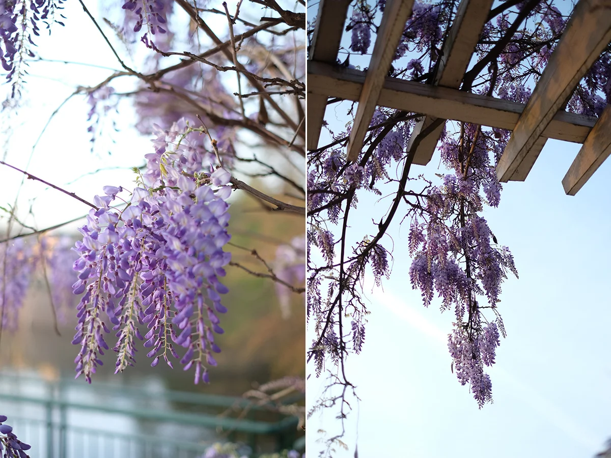 Wisteria | Azzari Jarrett