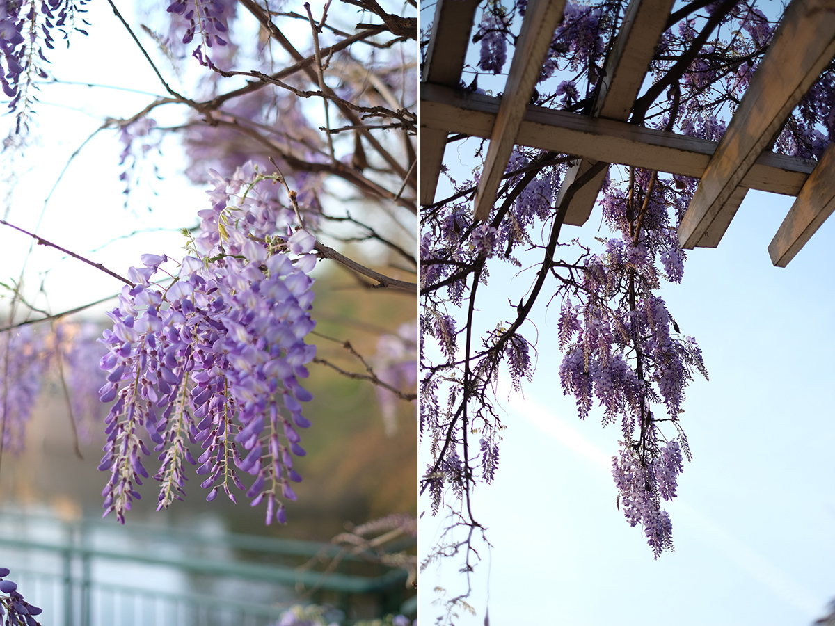 Wisteria | Azzari Jarrett
