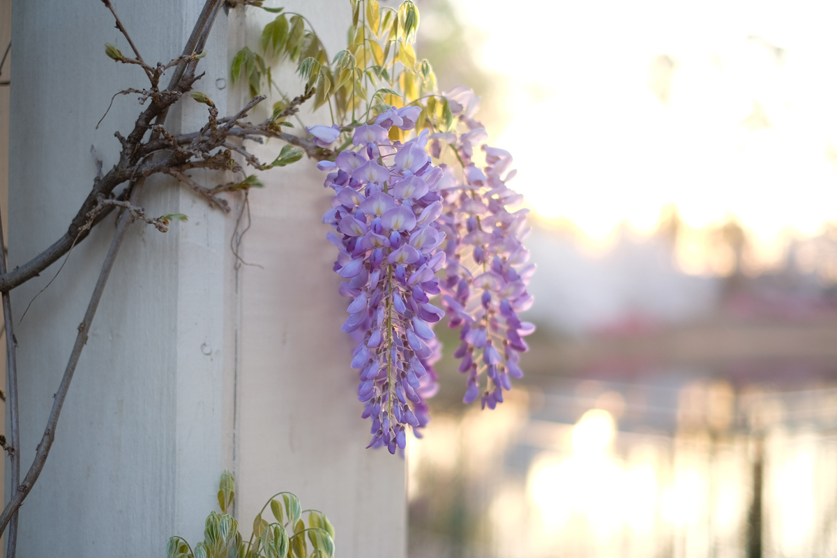 Wisteria | Azzari Jarrett