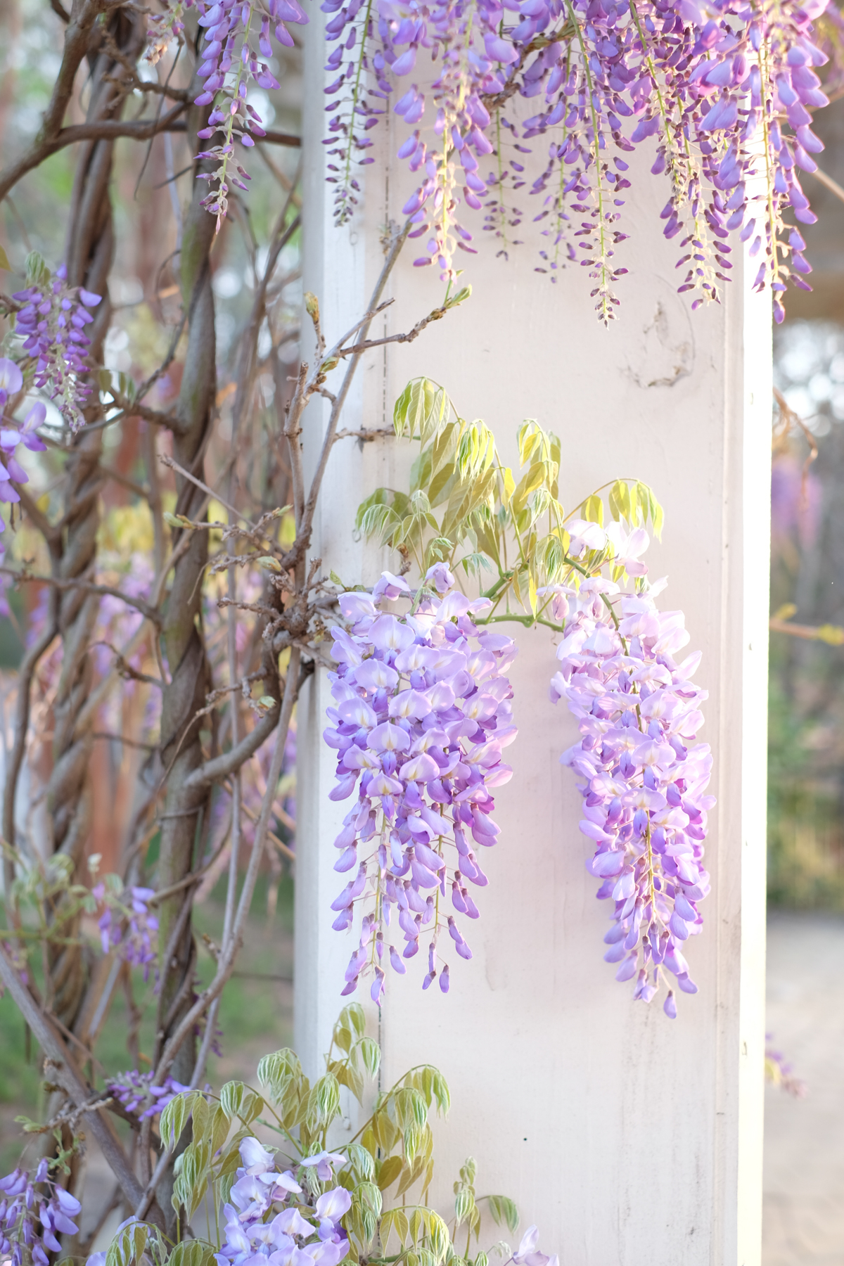 Wisteria | Azzari Jarrett