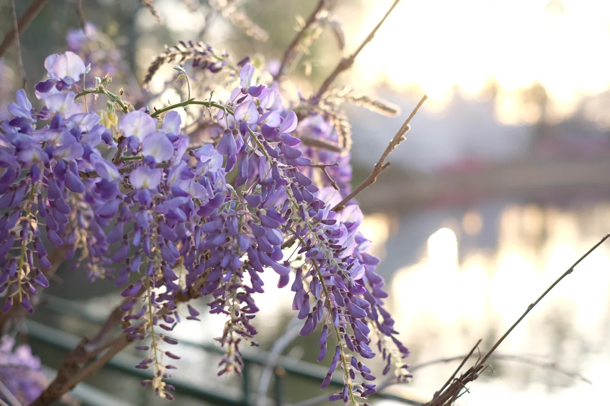 Wisteria | Azzari Jarrett