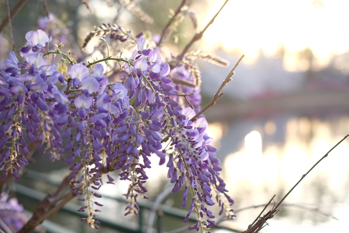 Wisteria | Azzari Jarrett