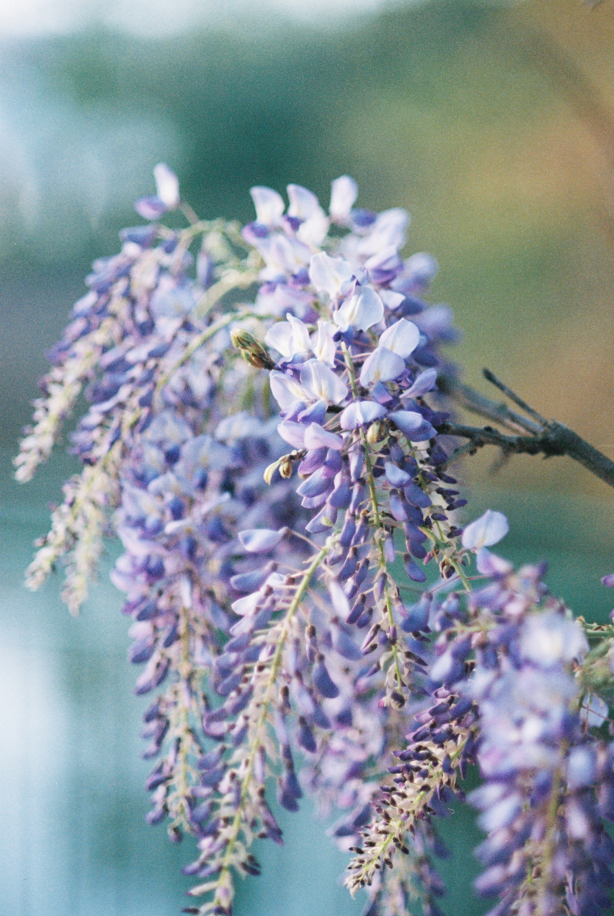 Wisteria on Film | Azzari Jarrett