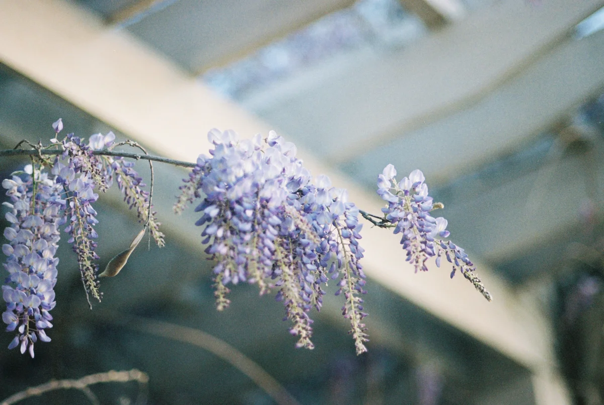 Wisteria on Film | Azzari Jarrett