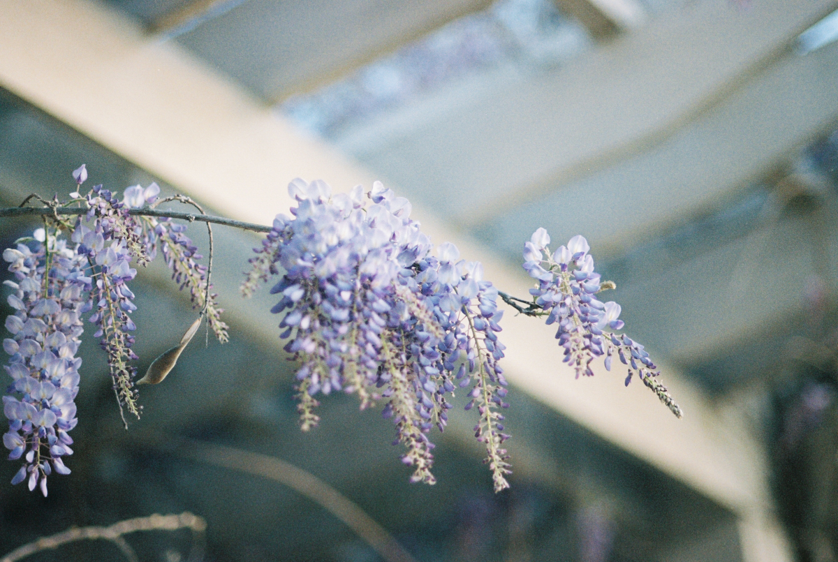 Wisteria on Film | Azzari Jarrett