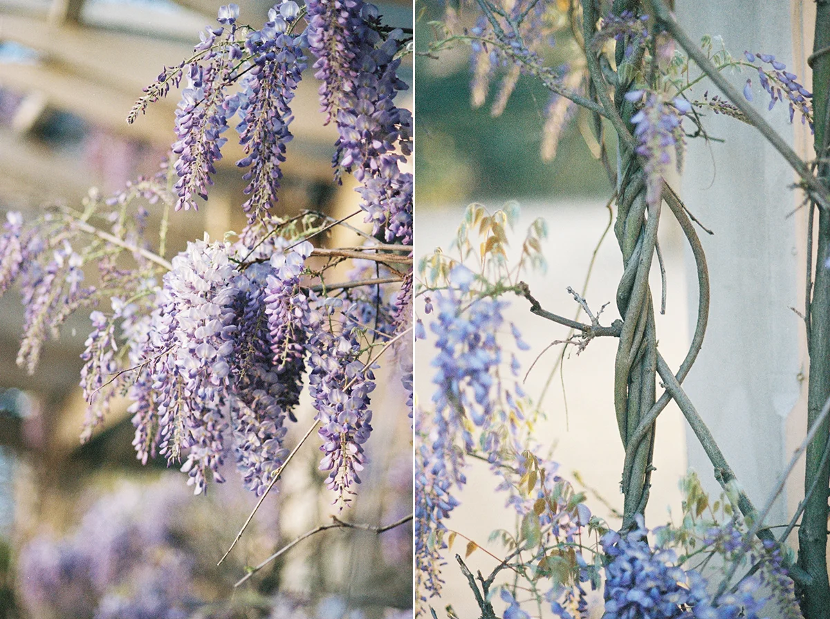 Wisteria on Film | Azzari Jarrett