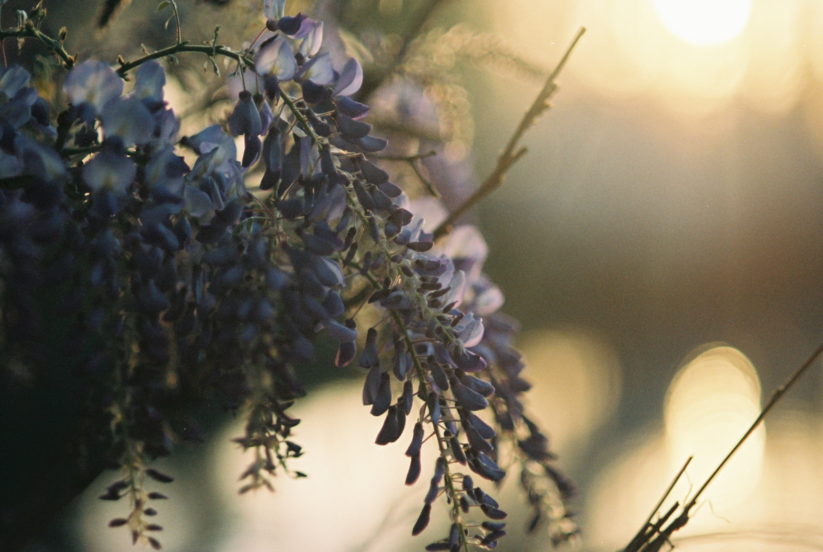 Wisteria on Film | Azzari Jarrett