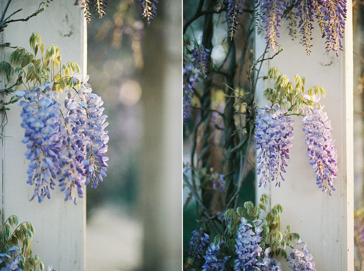 Wisteria on Film | Azzari Jarrett