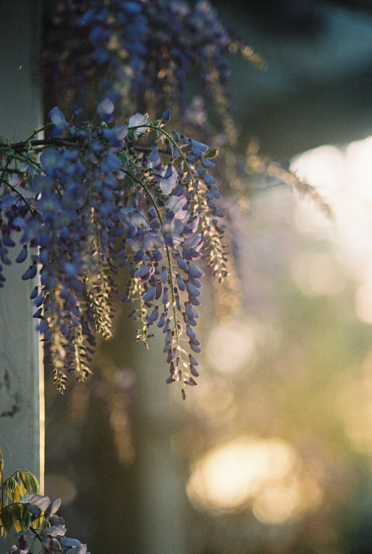 Wisteria on Film | Azzari Jarrett