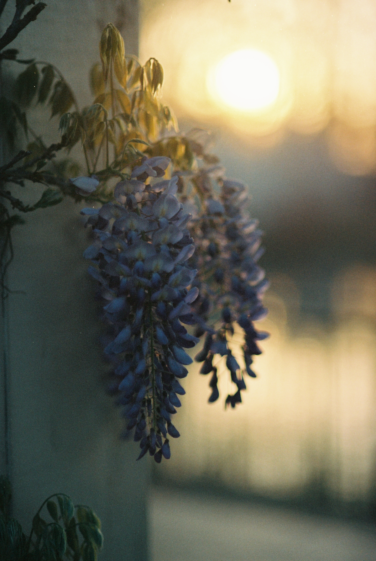 Wisteria on Film | Azzari Jarrett