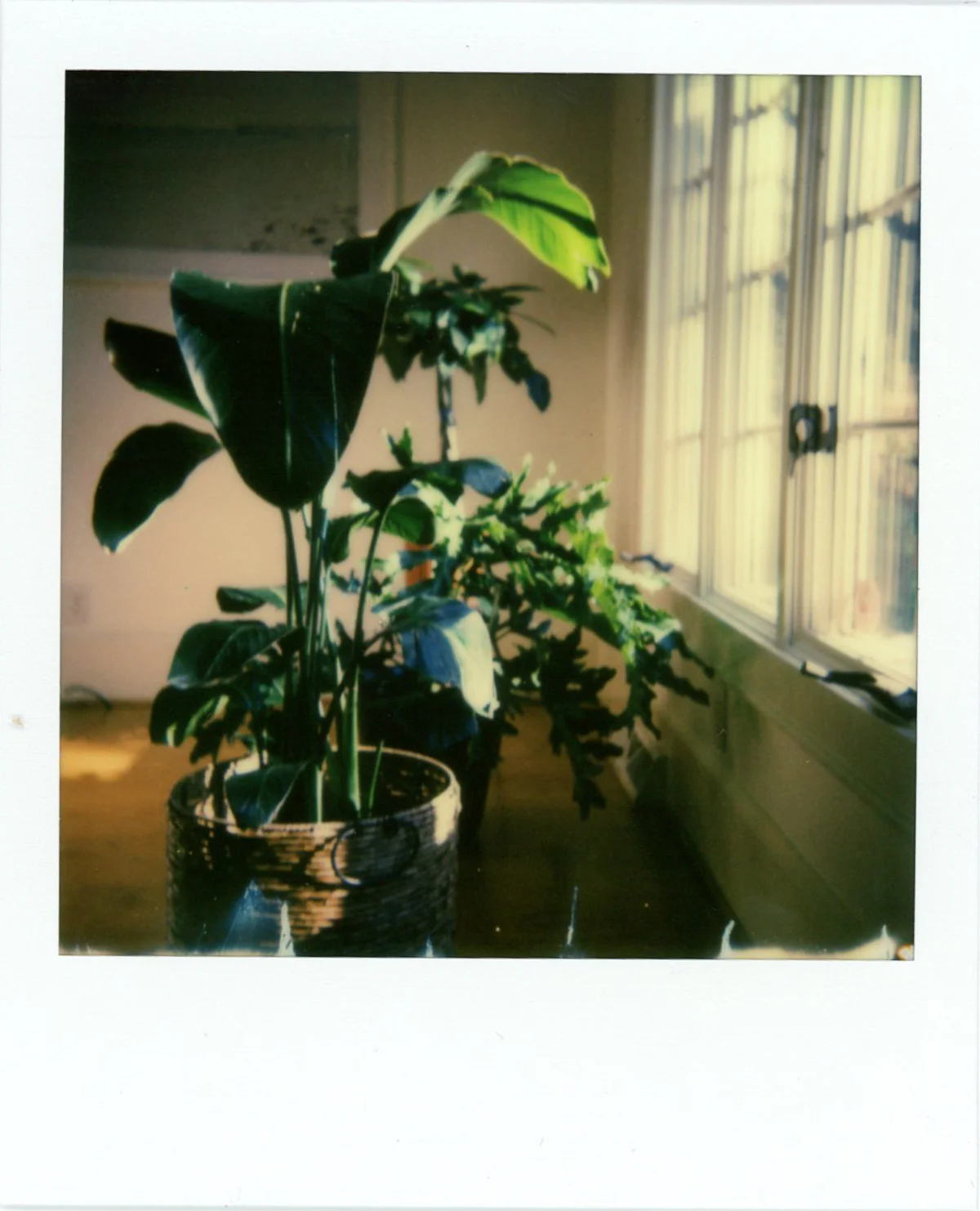 Azzari Jarrett - Polaroid