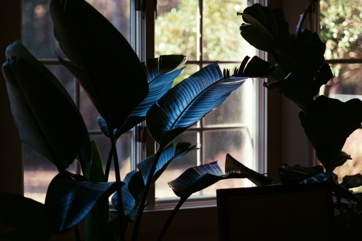 AzzariJarrett_JanuaryOnFilm-1.jpg