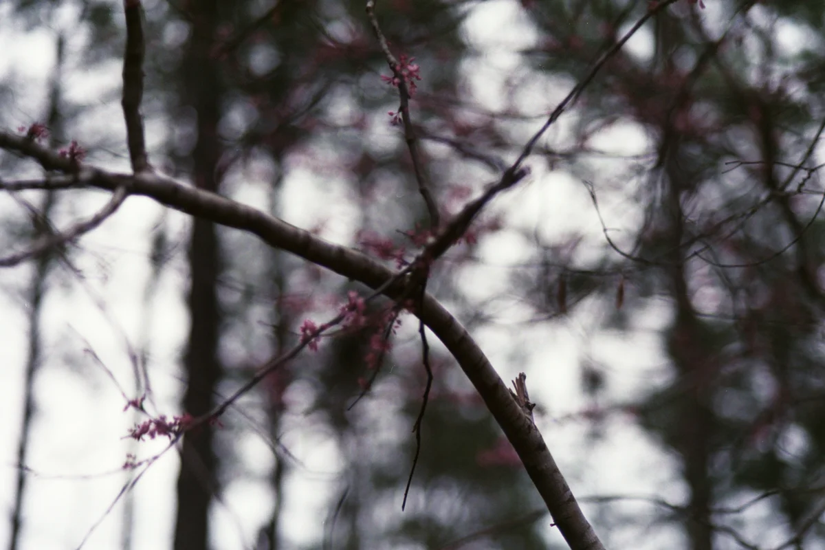 AzzariJarrett_FebruaryonFilm-17.jpg