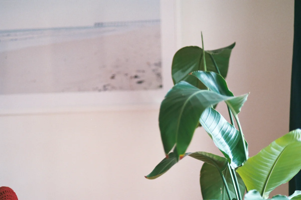 AzzariJarrett_FebruaryonFilm-21.jpg