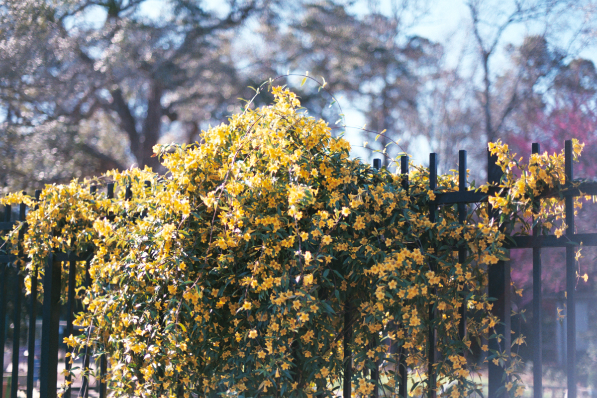 AzzariJarrett_FebruaryonFilm-25.jpg