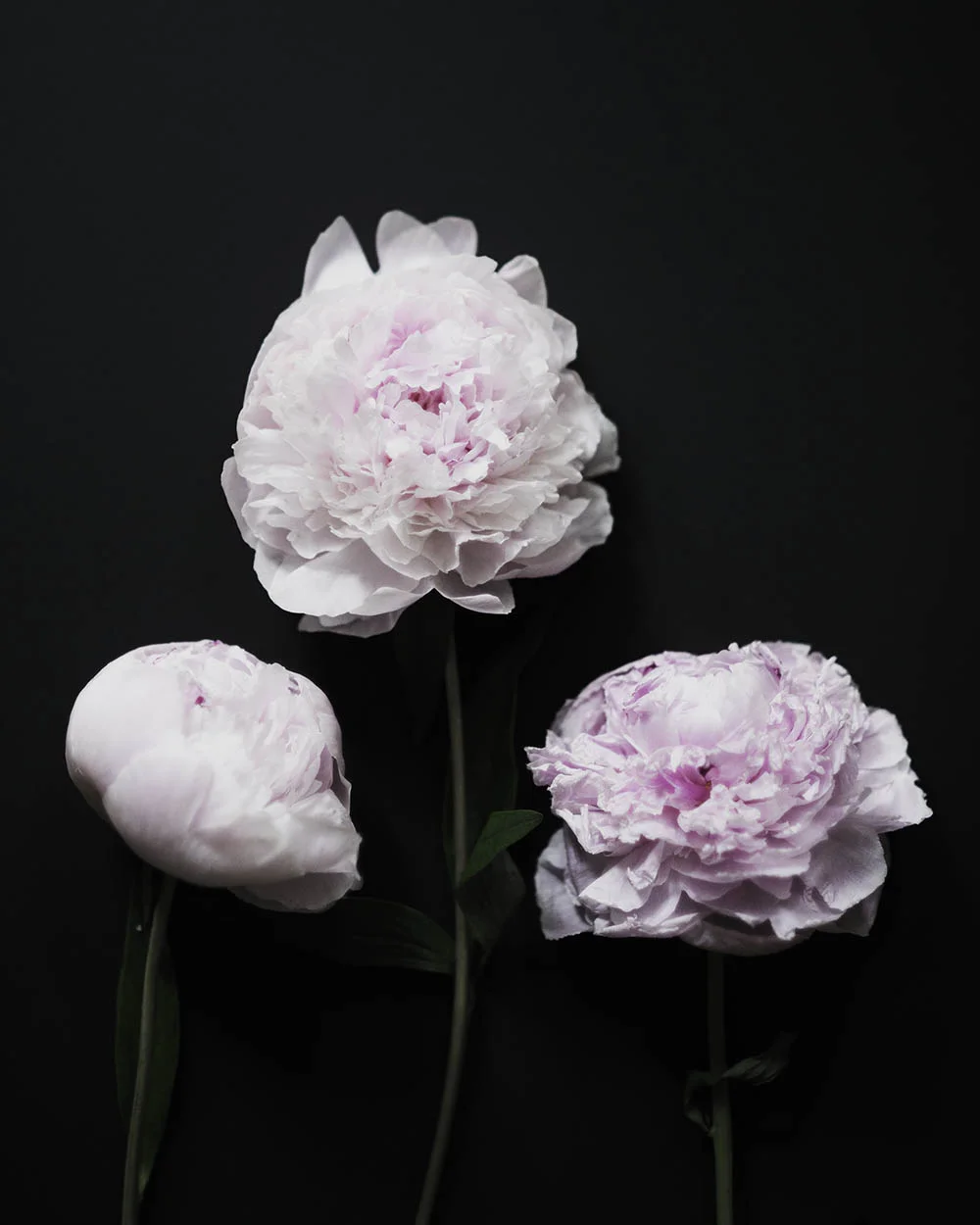 Azzari Jarrett | Peony Studies