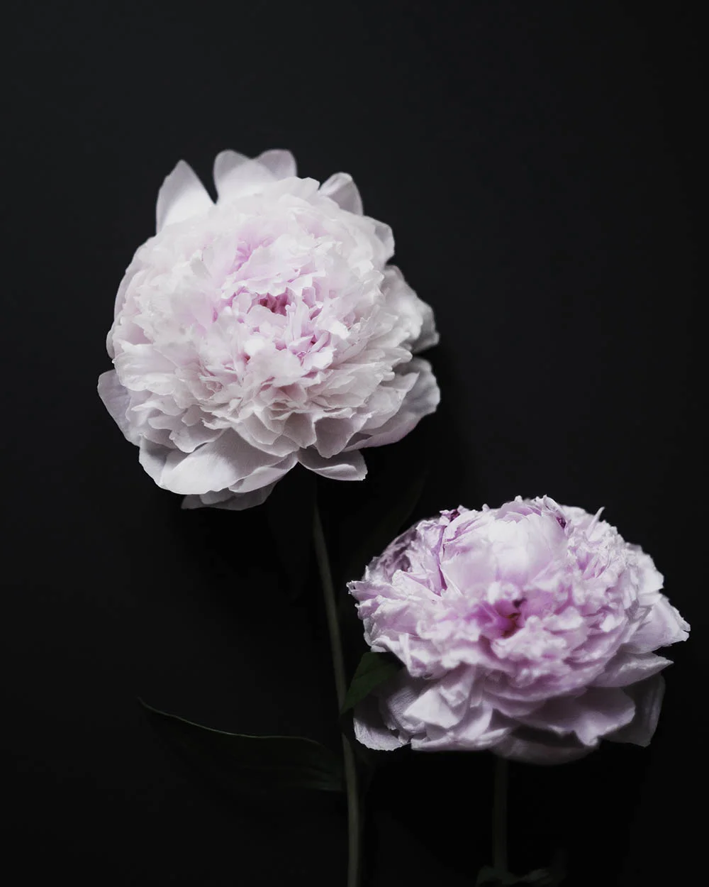 Azzari Jarrett | Peony Studies