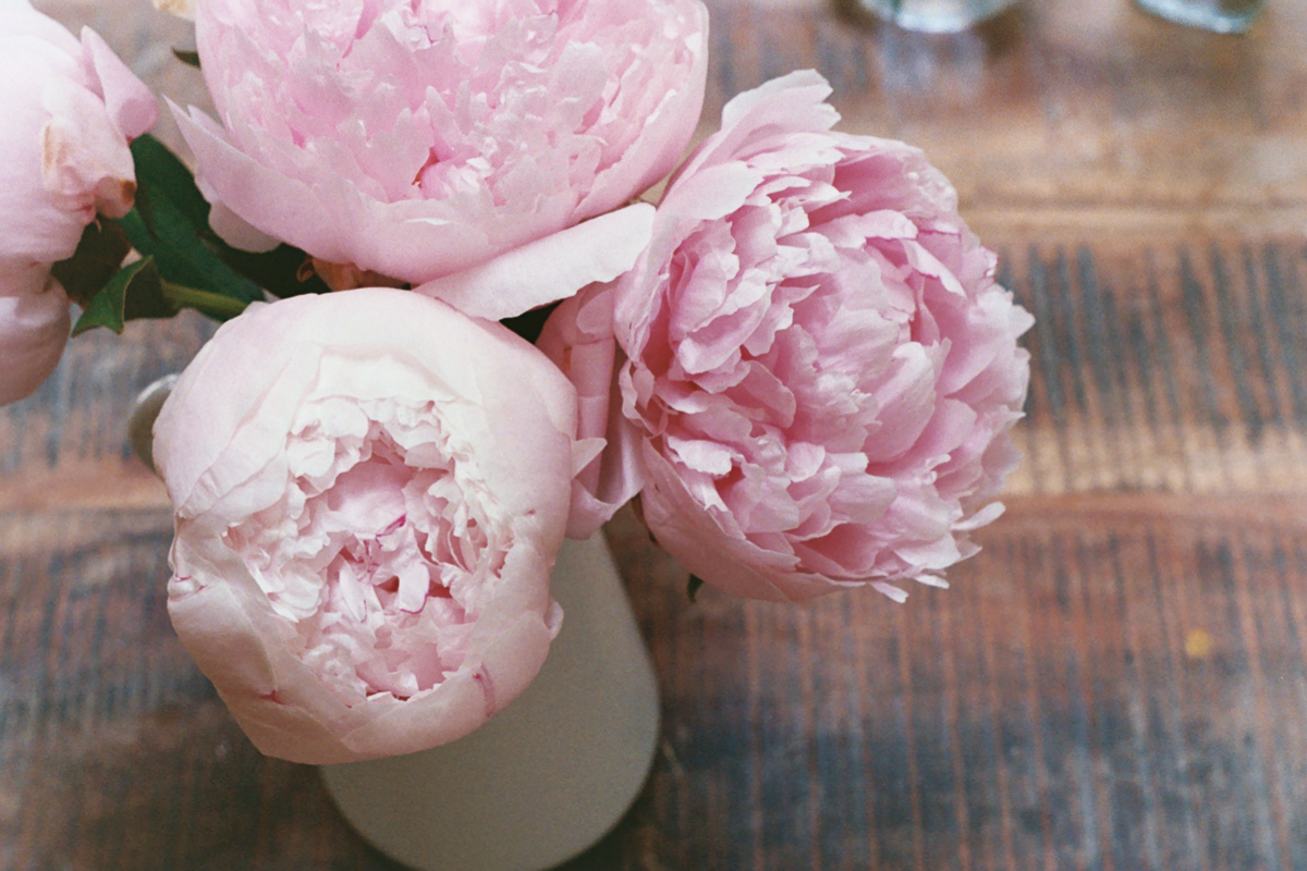 Azzari Jarrett | January 2019 | Film | Peonies