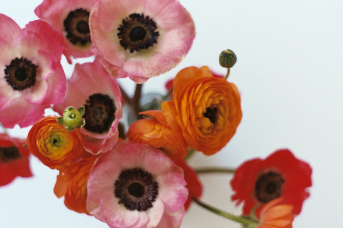 Azzari Jarrett | January 2019 | Film | Anemones