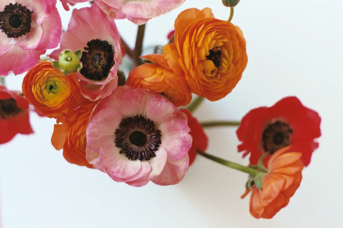 Azzari Jarrett | January 2019 | Film | Anemones