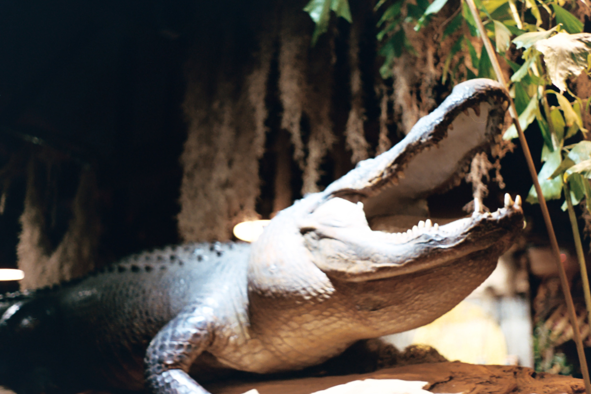 Alligator at Prejean’s Restaurant in Lafayette, Louisiana | 35 mm film by Azzari Jarrett