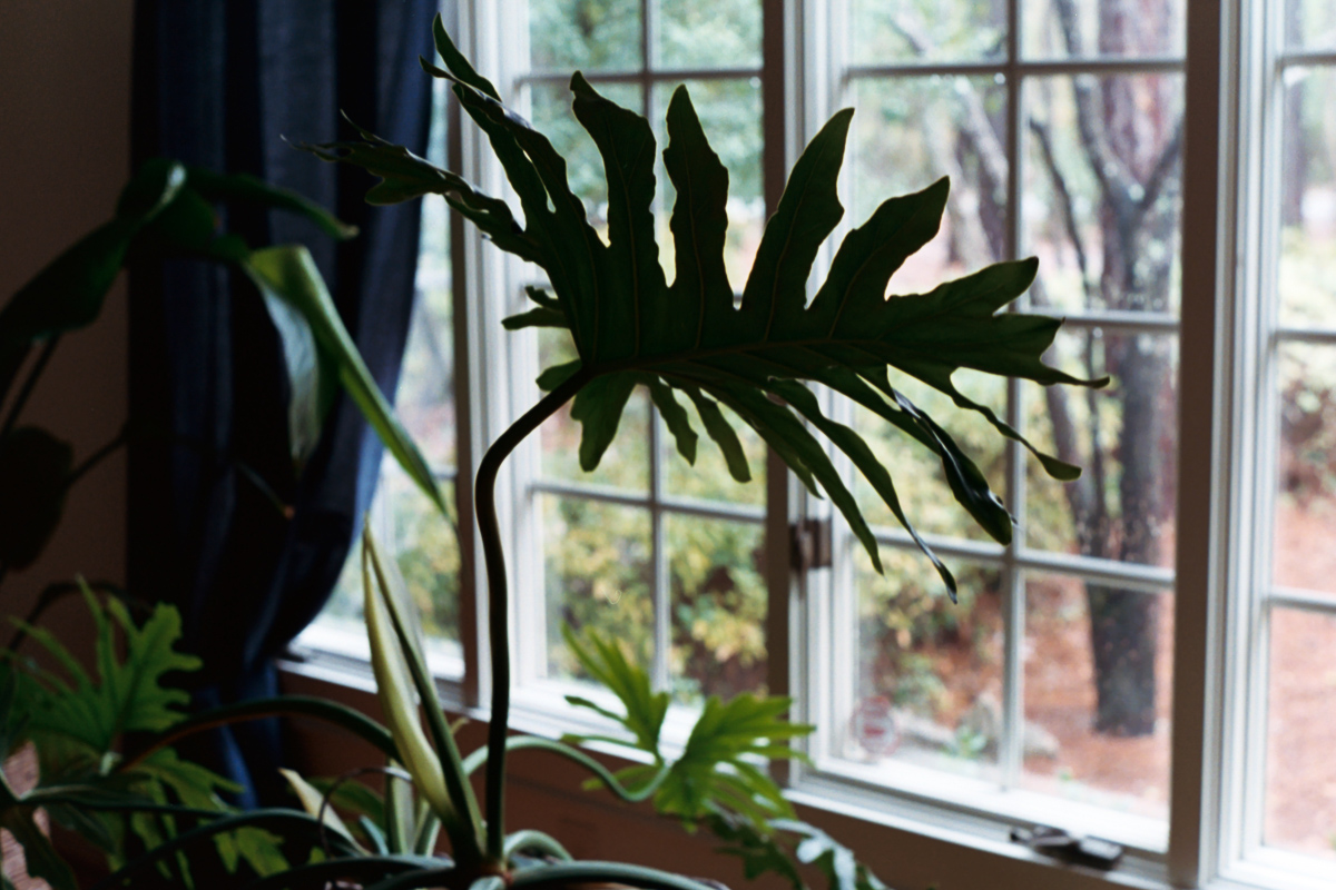 Morning Light on 35mm film by Azzari Jarrett