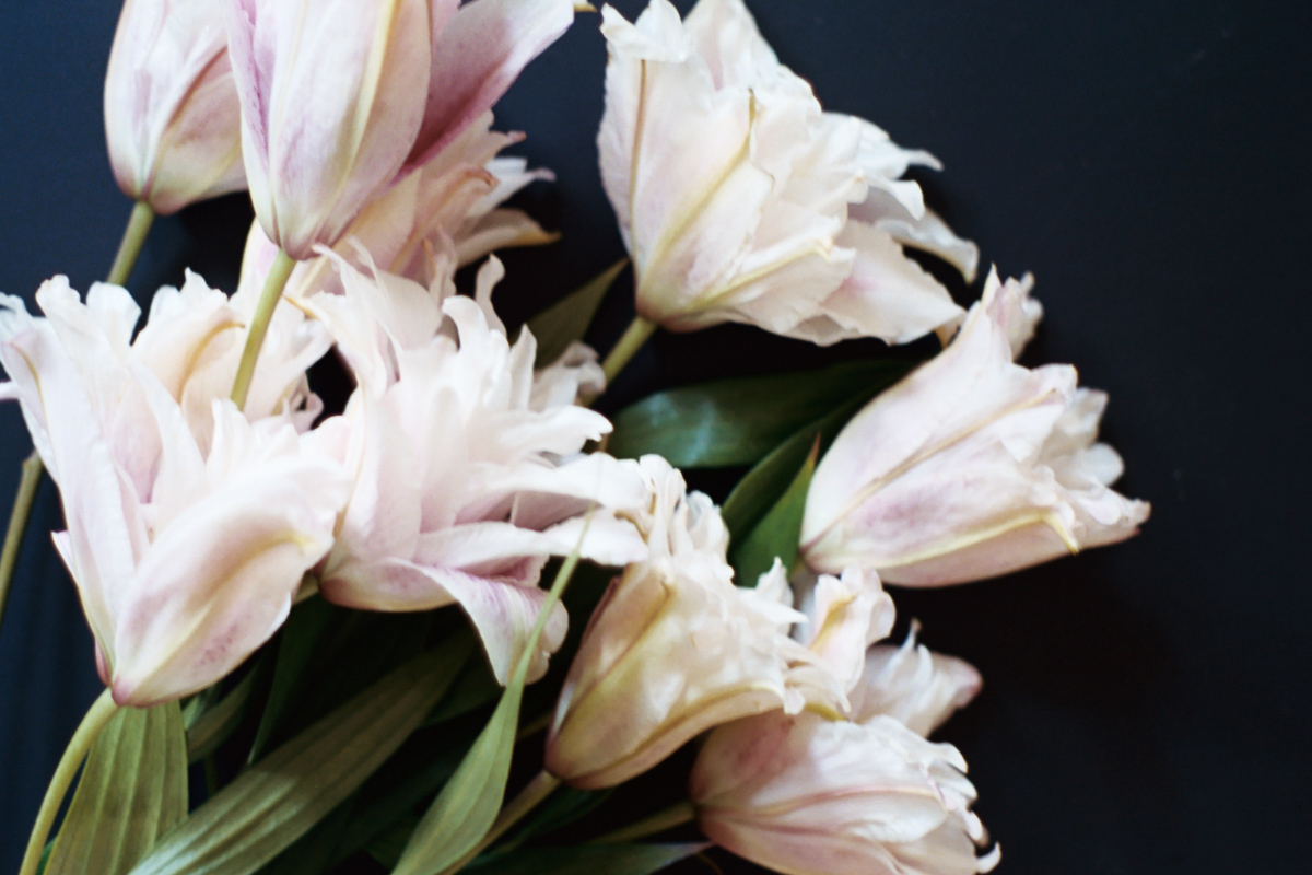 Florals on Film by Azzari Jarrett