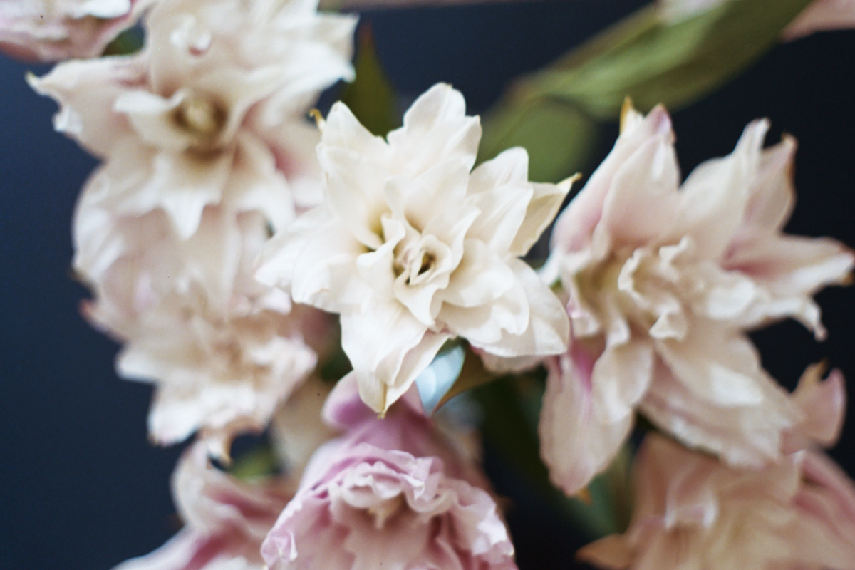 Florals on Film by Azzari Jarrett