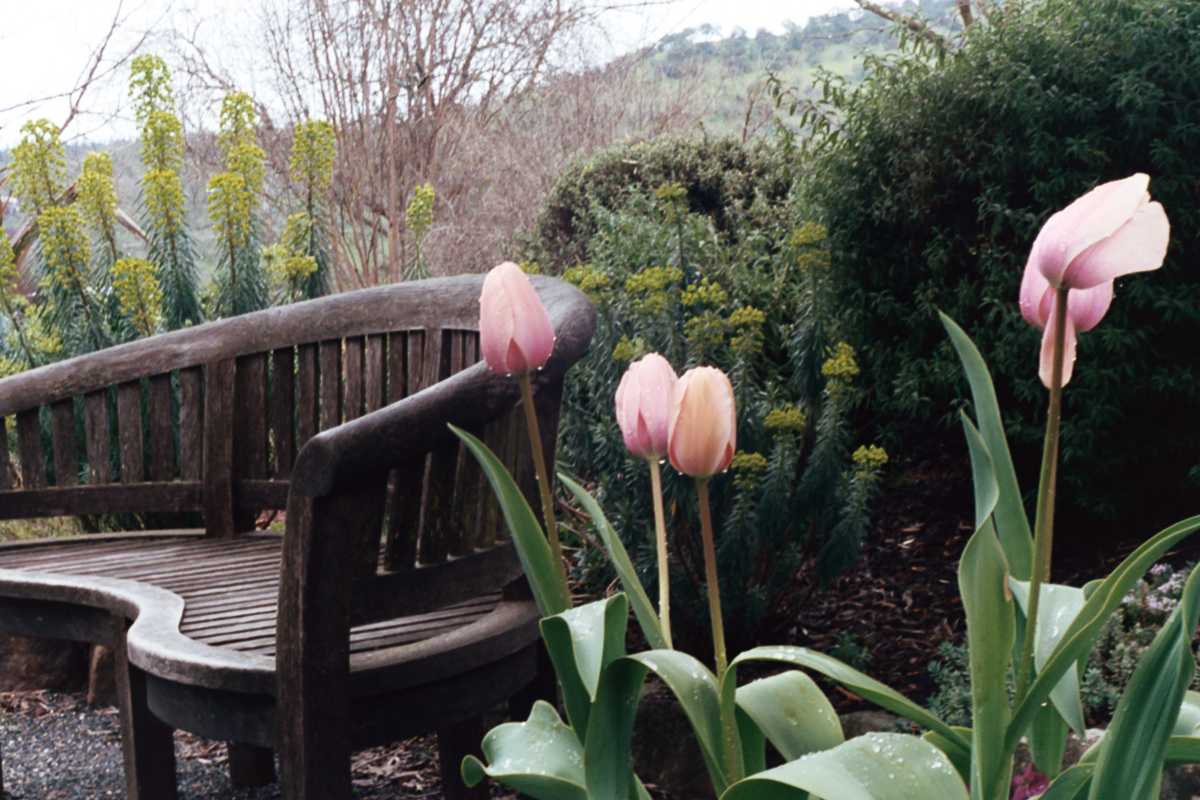 Travels | Napa Valley on 35mm film by Azzari Jarrett