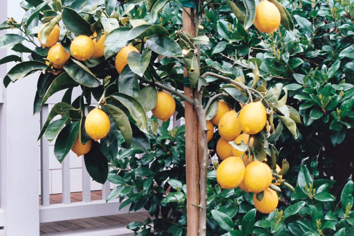 Travels | Napa Valley on 35mm film by Azzari Jarrett