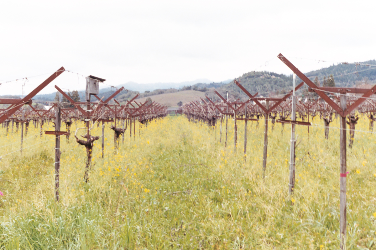 Travels | Napa Valley on 35mm film by Azzari Jarrett
