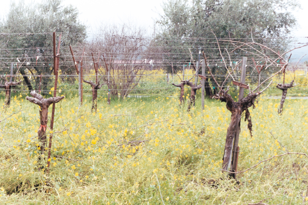 Travels | Napa Valley on 35mm film by Azzari Jarrett