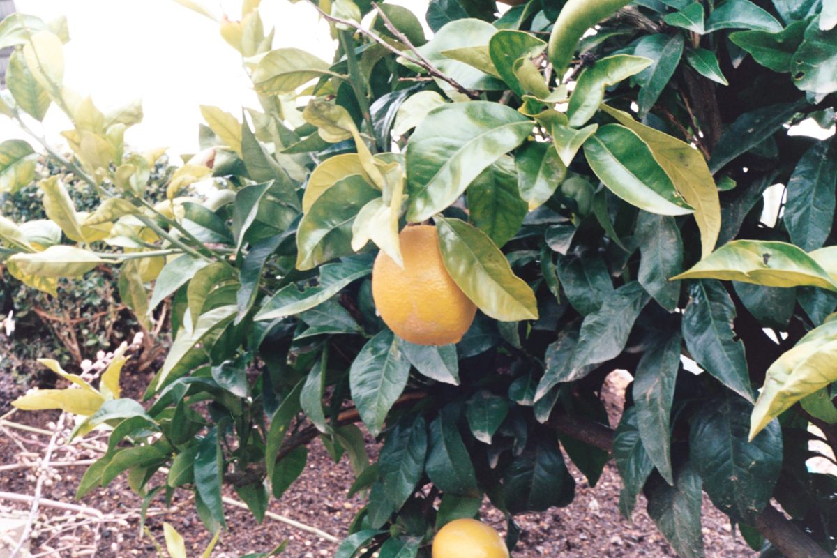 Travels | Napa Valley on 35mm film by Azzari Jarrett