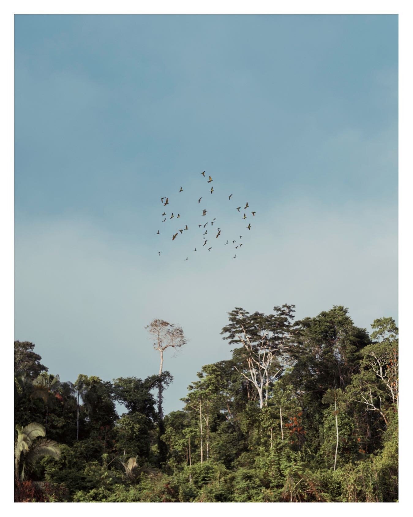 parrots in the peruvian amazon. still sorting through all my photos but prepare for a flood. this year has been incre&iacute;ble. 🖤