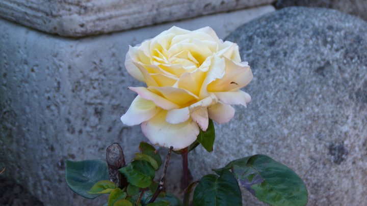Yellow rose.jpg