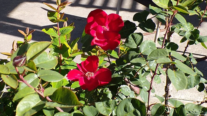 better red roses.jpg