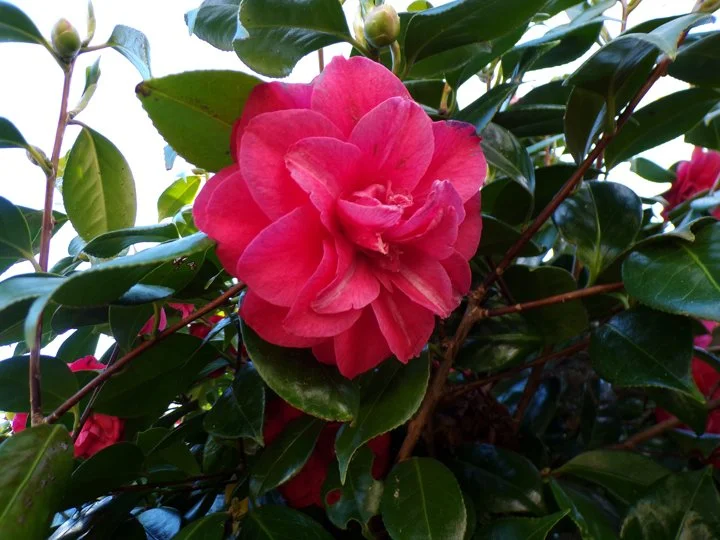camelia.jpg