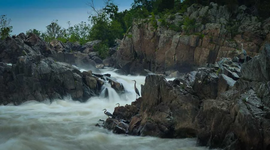 Radically Cropped herons at Great Falls.