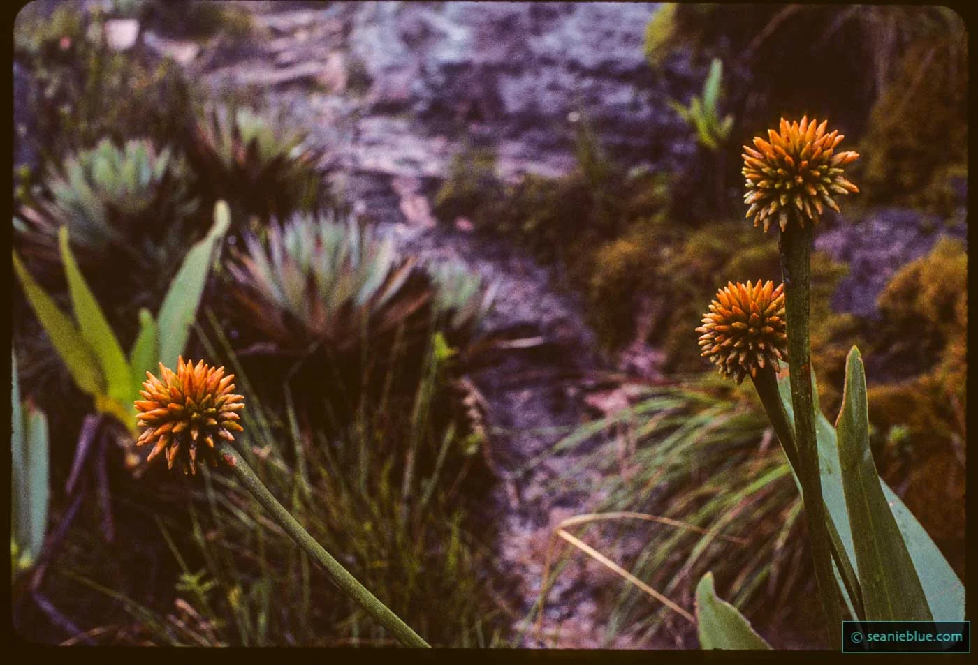 Cax ror flowers 1400 35-.jpg