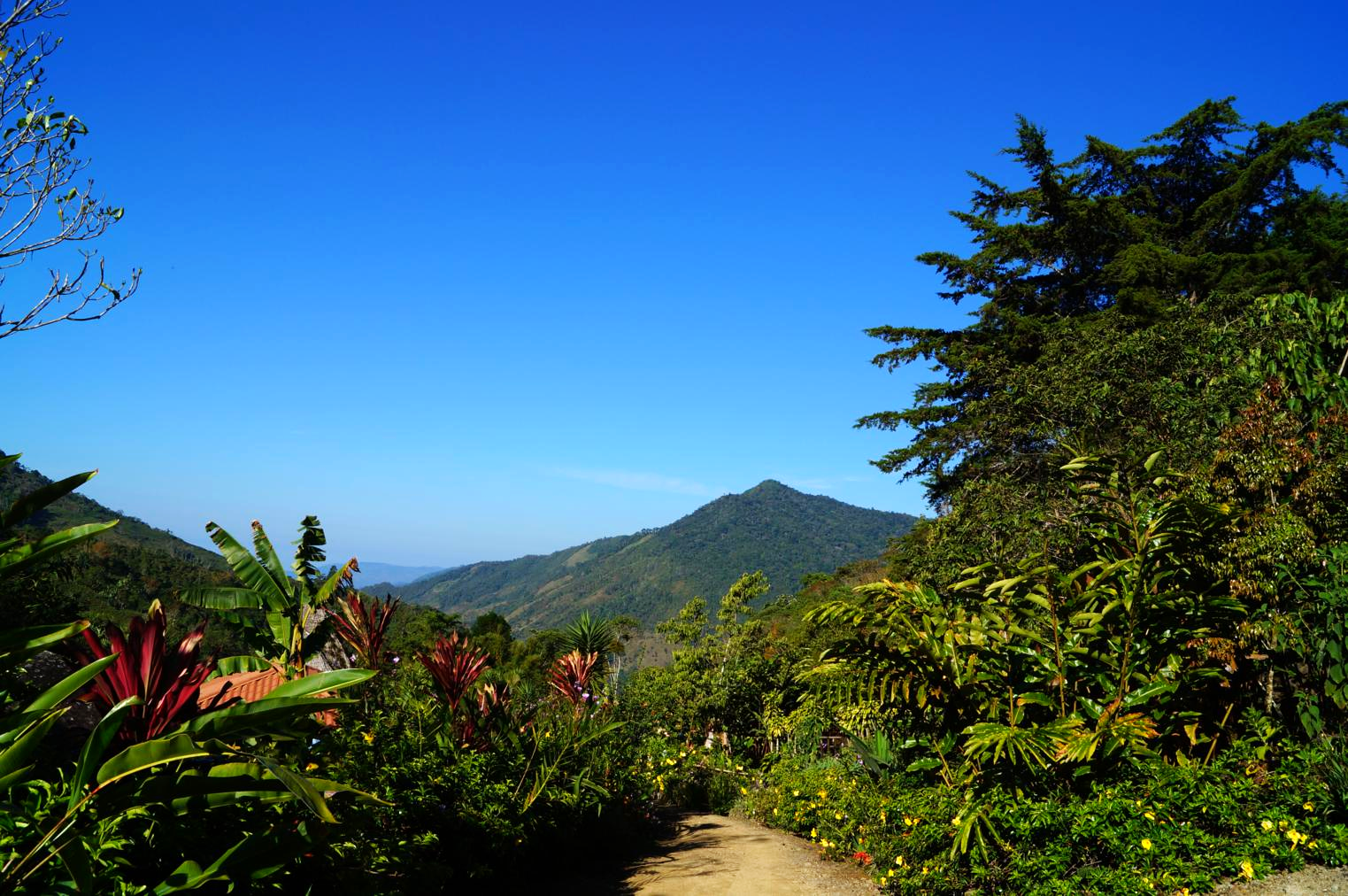 DSC03822_1523x1012.jpg