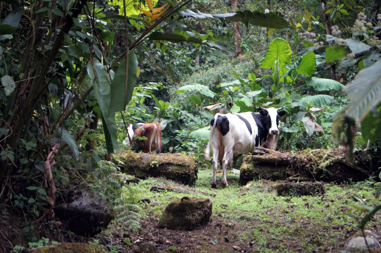 On a hike one day, we were surprised to run into these ladies! 