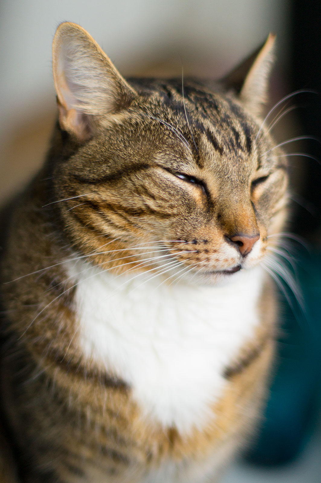 rufus-meditating-web.jpg