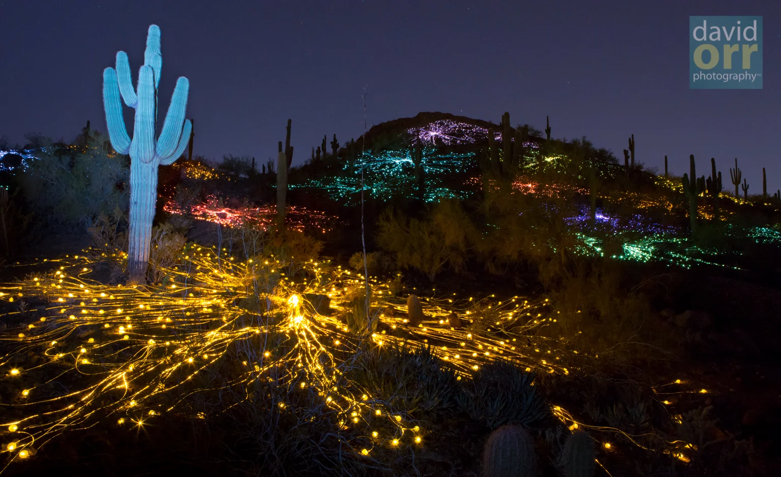 Bruce Munro's Field of Light