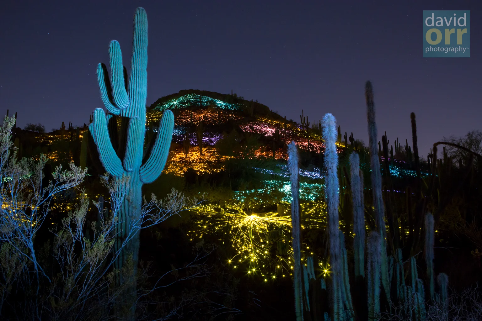 Bruce Munro's Field of Light