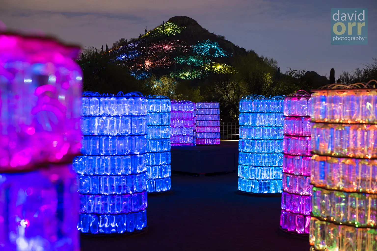 Artist Bruce Munro's Sonoran Light Installation at Desert Botanical Garden in Phoenix, AZ