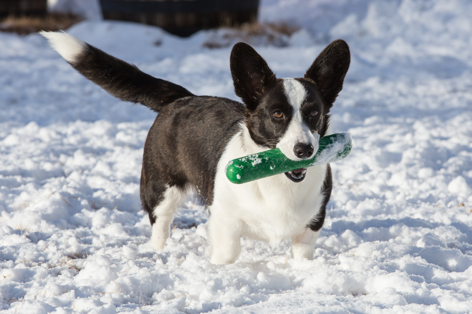 CardiganCorgi_IMG_3386.jpg
