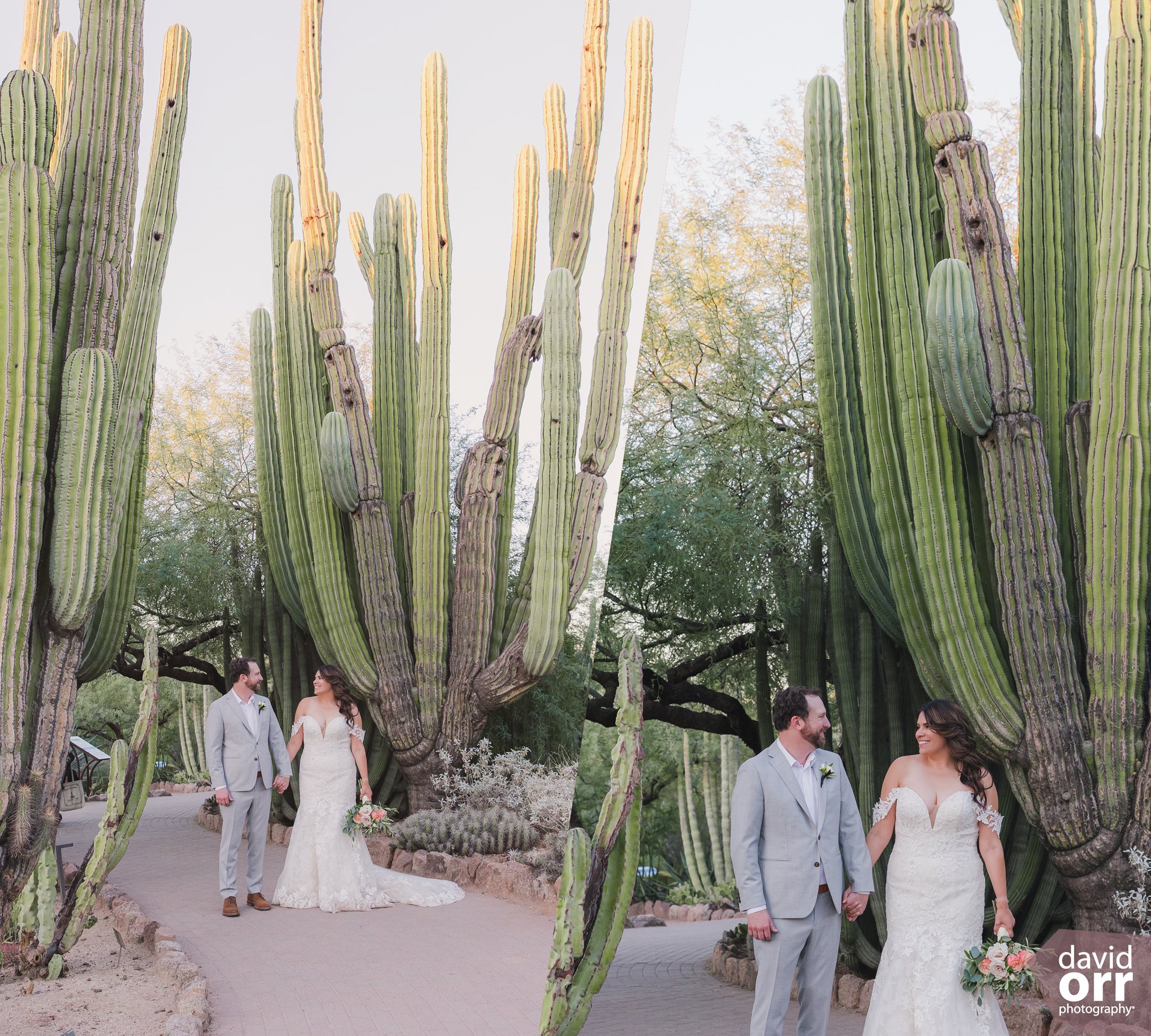Desert Botanical Garden giant cactus wedding couple portraits